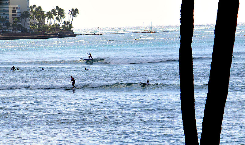 Waikiki Surf