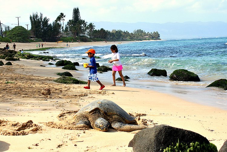 Laniakea Beach - Better Known As Turtle Beach On The North Shore