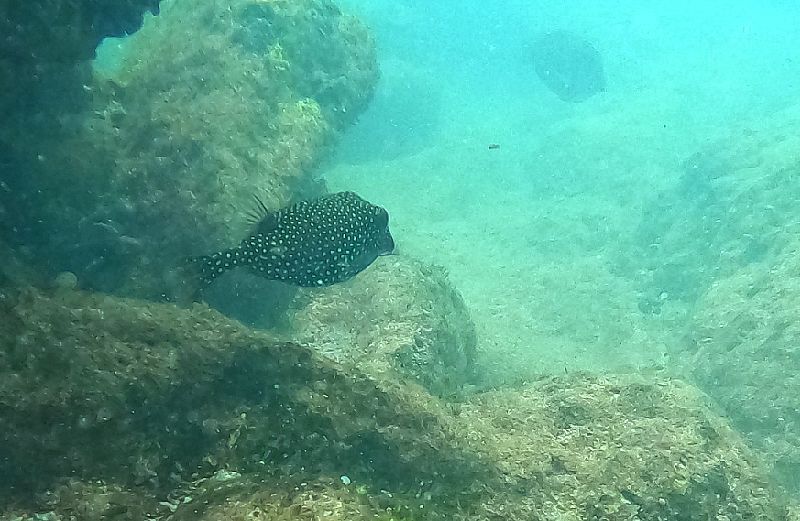 Electric Beach Blackspotted Puffer Fish