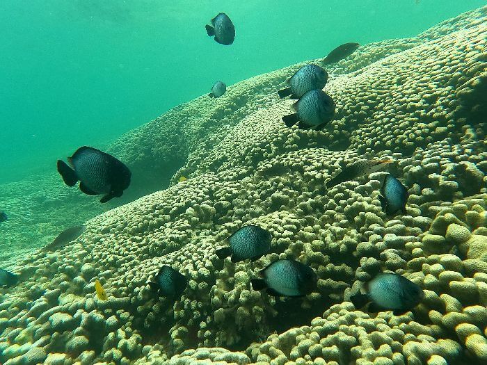 Kaneohe Sandbar Snorkeling Reef