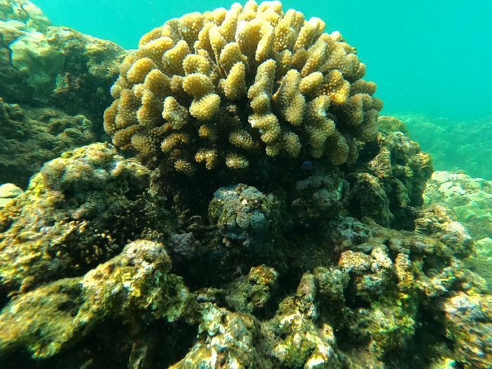 Snorkeling In Oahu Brain Coral