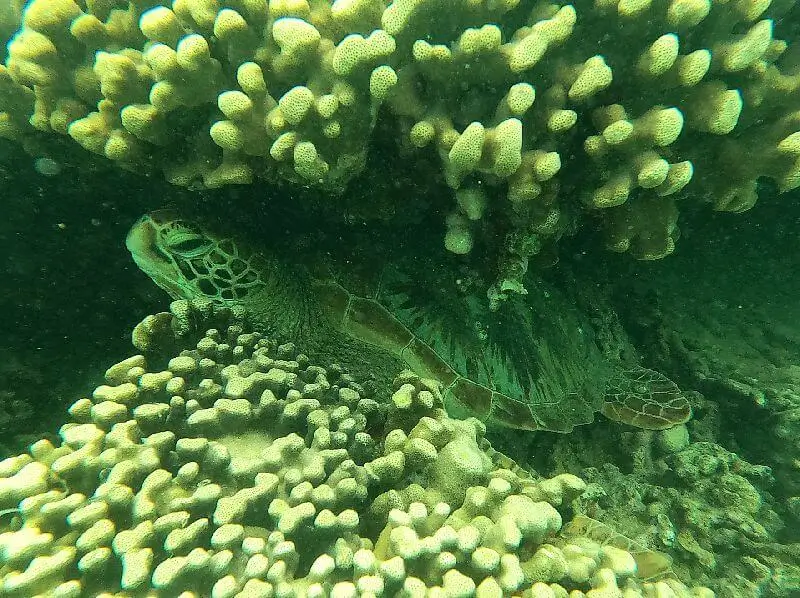 Snorkeling Kaneohe Sandbar with Green Sea Turtles