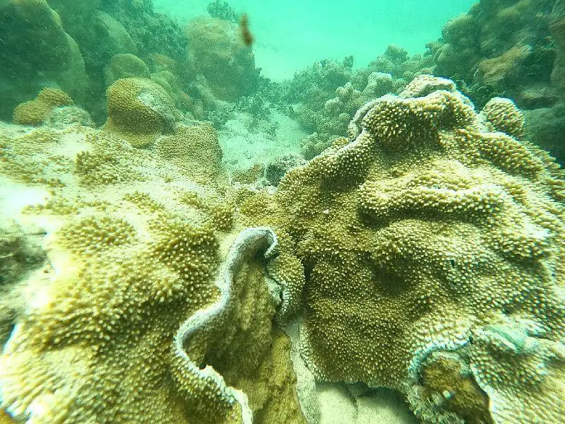 Snorkeling Lanikai Beach Coral