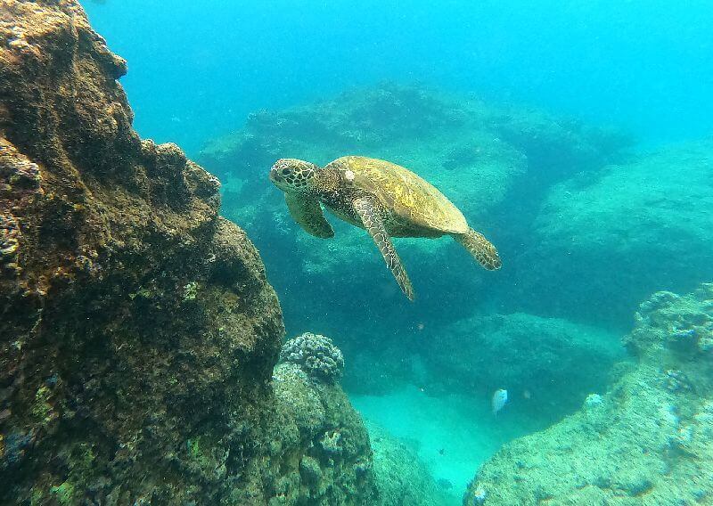 Snorkeling Oahu North Shore