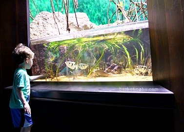 Exposition de l'aquarium de Waikiki