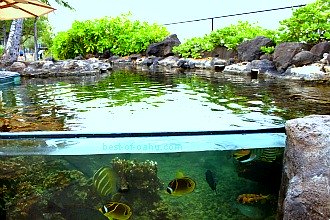 Exposition en plein air de l'aquarium de Waikiki