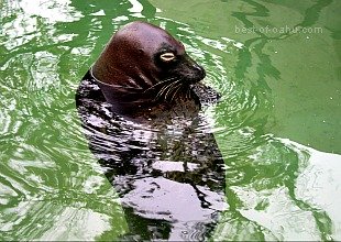 Hawaiian Monk Seal