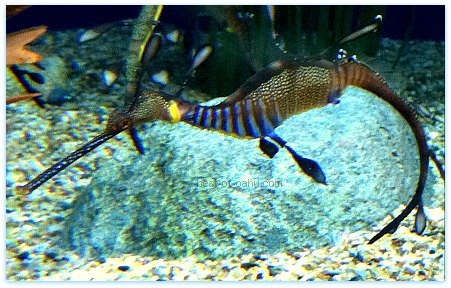 Sea Dragon Fish